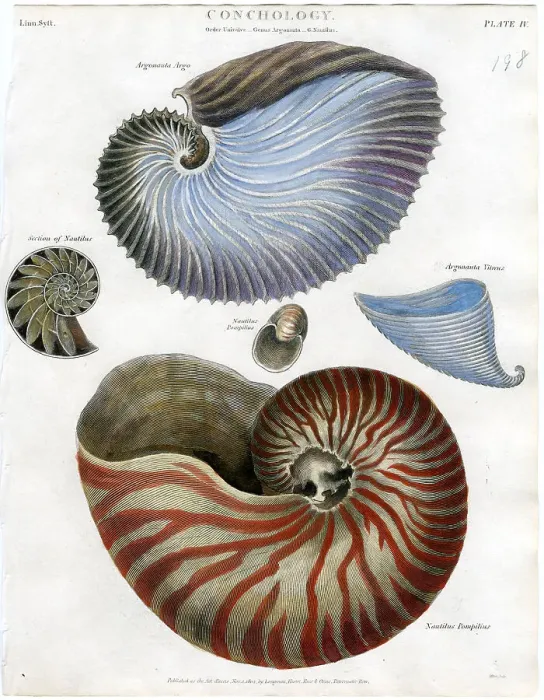 Framed Print : Shells Framed Print : Shells