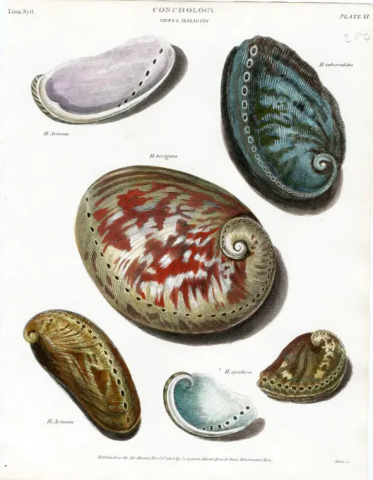 Framed Print : Shells Framed Print : Shells