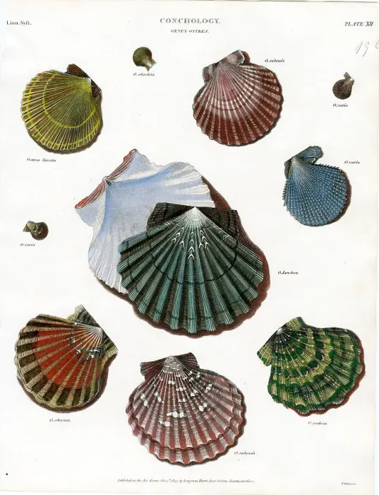 Framed Print : Shells Framed Print : Shells