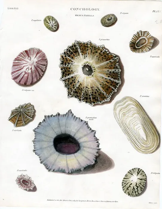 Framed Print : Shells Framed Print : Shells