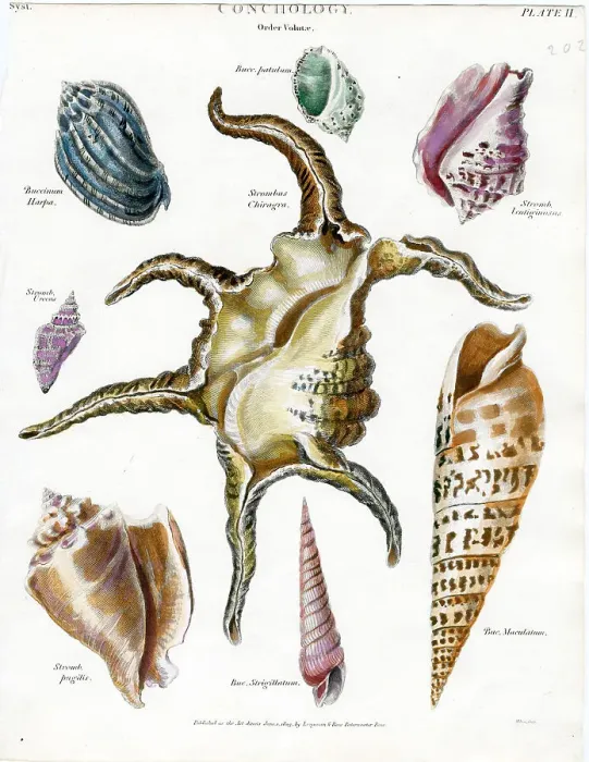 Framed Print : Shells Framed Print : Shells
