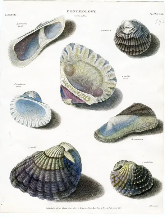 Framed Print : Shells