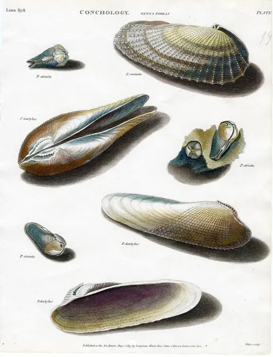 Framed Print : Shells Framed Print : Shells