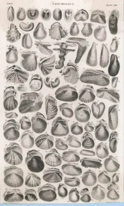 Framed Print : Shells and Bivalves Framed Print : Shells and Bivalves