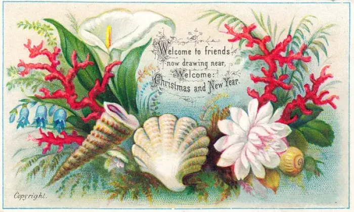 Framed Print : Shells, coral and flowers on a Christmas card Framed Print : Shells, coral and flowers on a Christmas card