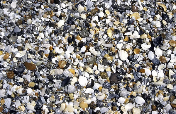 Shells & pebbles on beach