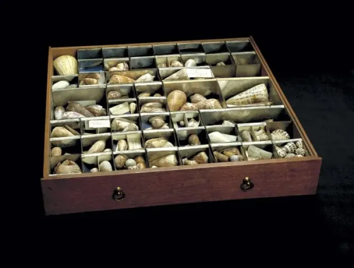 Framed Print : Shells from Sir Joseph Banks collection Framed Print : Shells from Sir Joseph Banks collection