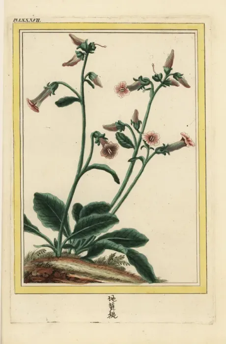 Framed Print : Sheng di huang, Rehmannia glutinosa Framed Print : Sheng di huang, Rehmannia glutinosa