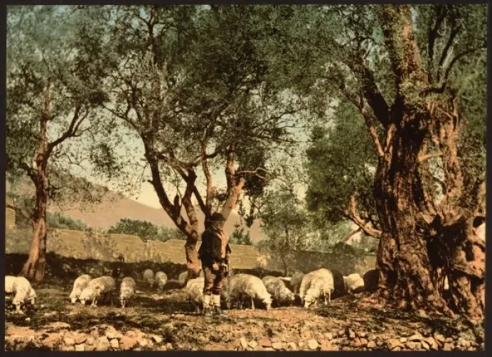Framed Print : Shephard tending sheep in olive grove, Mentone, Riviera