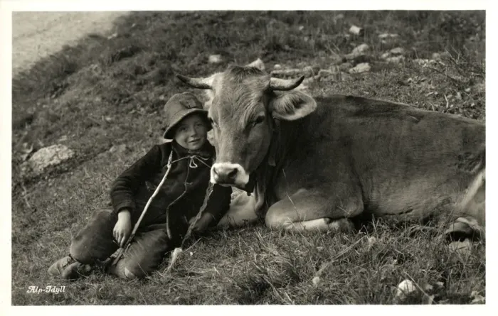 Framed Print : Shepherd Boy and favourite cow - Idyllic Swiss Alpine Scene Framed Print : Shepherd Boy and favourite cow - Idyllic Swiss Alpine Scene