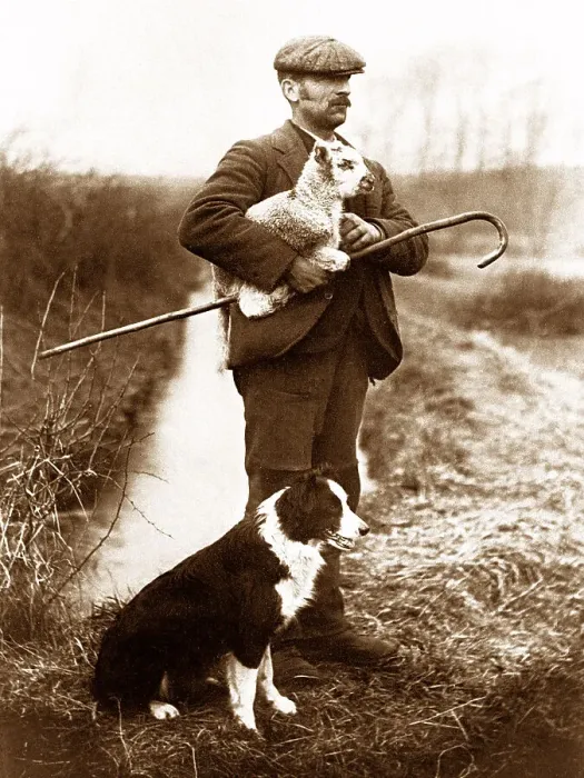 Framed Print : Shepherd and dog early 1900s Framed Print : Shepherd and dog early 1900s