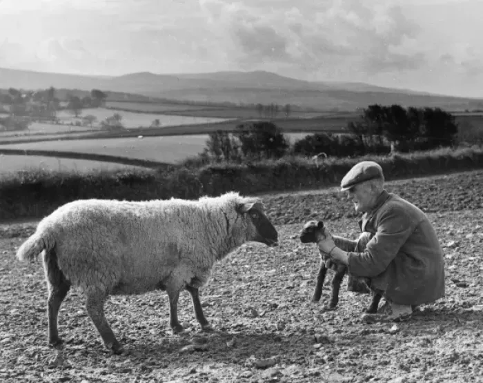 Framed Print : Shepherd with lamb and sheep, Devon Framed Print : Shepherd with lamb and sheep, Devon