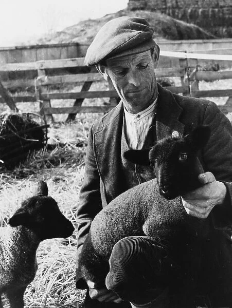 Shepherd with Lambs