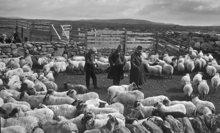 Framed Print : Shepherds at North Uist, Outer Hebrides, Scotland Framed Print : Shepherds at North Uist, Outer Hebrides, Scotland