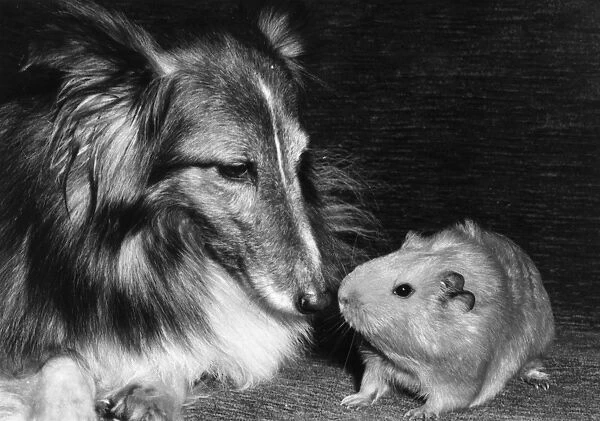 Shetland Collie and guinea pig