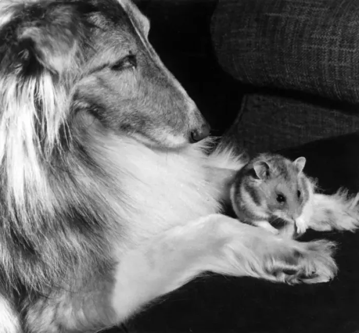 Framed Print : Shetland Collie and guinea pig Framed Print : Shetland Collie and guinea pig