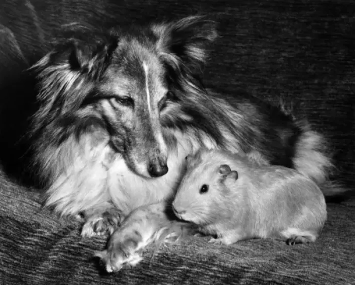 Framed Print : Shetland Collie and guinea pig Framed Print : Shetland Collie and guinea pig