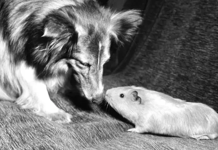 Framed Print : Shetland Collie and Guinea Pig Framed Print : Shetland Collie and Guinea Pig
