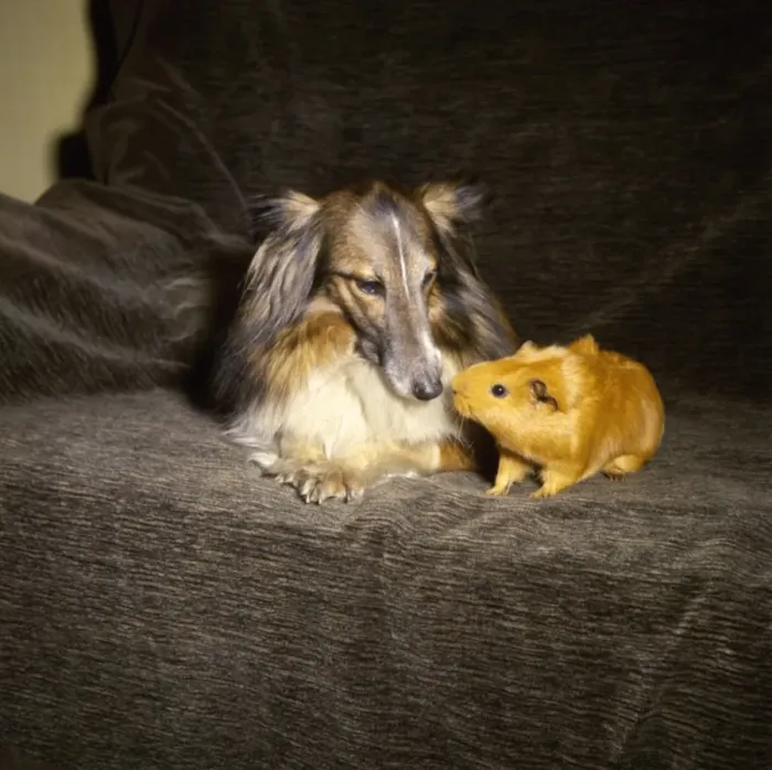 Framed Print : Shetland Collie and guinea pig on a sofa Framed Print : Shetland Collie and guinea pig on a sofa