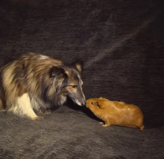 Framed Print : Shetland Collie and guinea pig on a sofa Framed Print : Shetland Collie and guinea pig on a sofa