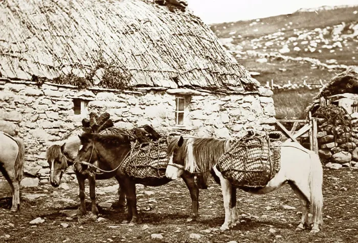 Framed Print : Shetland ponies and a croft, Shetland Isles, Scotland Framed Print : Shetland ponies and a croft, Shetland Isles, Scotland