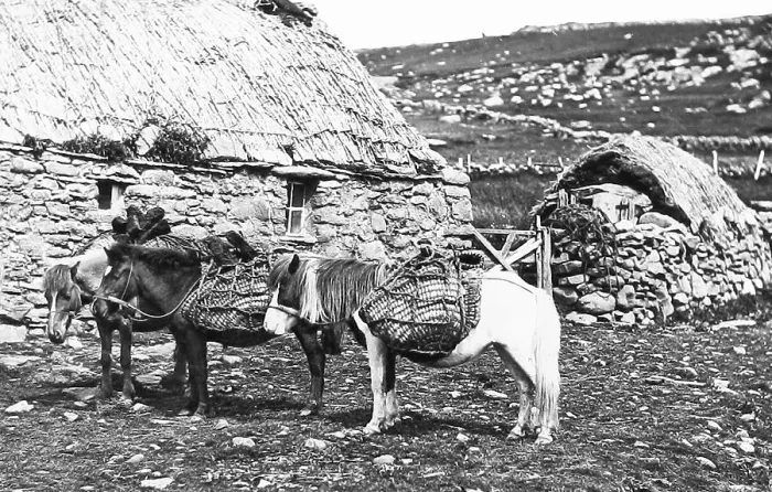 Framed Print : Shetland ponies in Shetland Victorian period Framed Print : Shetland ponies in Shetland Victorian period
