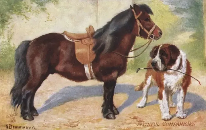 Framed Print : Shetland Pony and St Bernard Dog Framed Print : Shetland Pony and St Bernard Dog