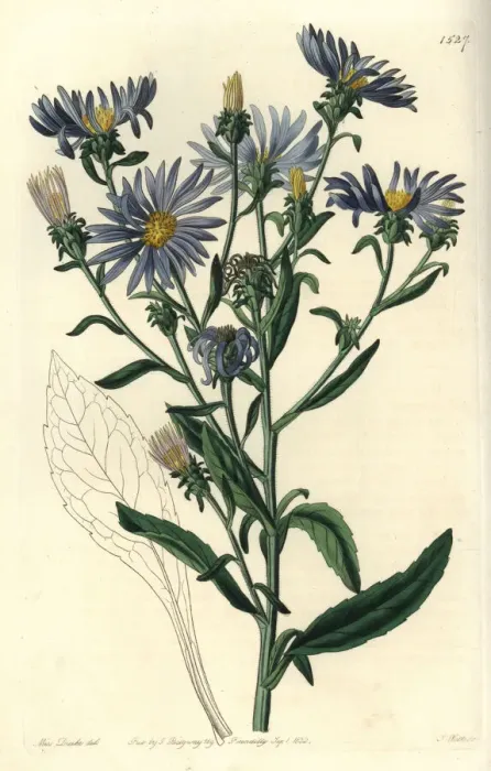 Framed Print : Shewy aster, Aster spectabilis Framed Print : Shewy aster, Aster spectabilis