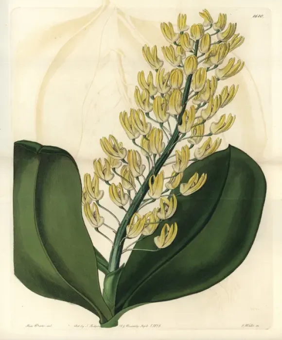 Framed Print : Shewy dendrobium orchid, Dendrobium speciosum Framed Print : Shewy dendrobium orchid, Dendrobium speciosum