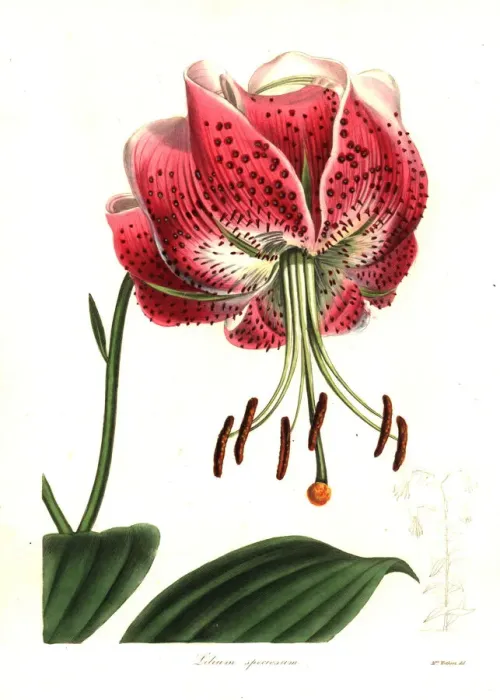 Framed Print : Shewy lily, Lilium speciosum Framed Print : Shewy lily, Lilium speciosum