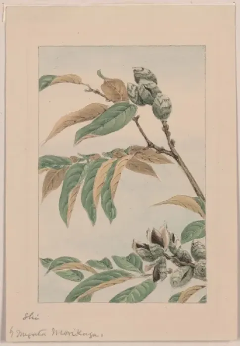 Framed Print : Shi. Drawing showing branches, leaves, and seed pods. Date 187- Framed Print : Shi. Drawing showing branches, leaves, and seed pods. Date 187-