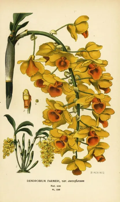 Framed Print : Shi hu shu orchid, Dendrobium farmeri Framed Print : Shi hu shu orchid, Dendrobium farmeri