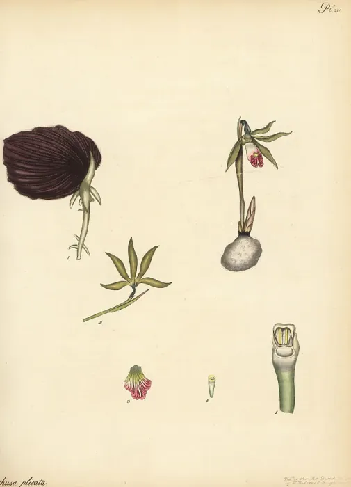 Framed Print : Shield orchid, Nervilia plicata Framed Print : Shield orchid, Nervilia plicata