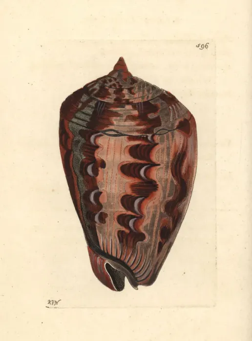 Framed Print : Shielded dogwhelk, Nassarius arcularia plicatus Framed Print : Shielded dogwhelk, Nassarius arcularia plicatus