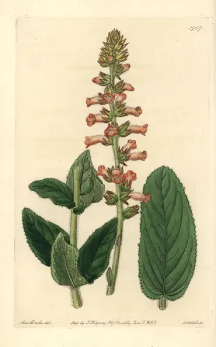 Framed Print : Shifting leaved gesnera, Sinningia allagophylla Framed Print : Shifting leaved gesnera, Sinningia allagophylla