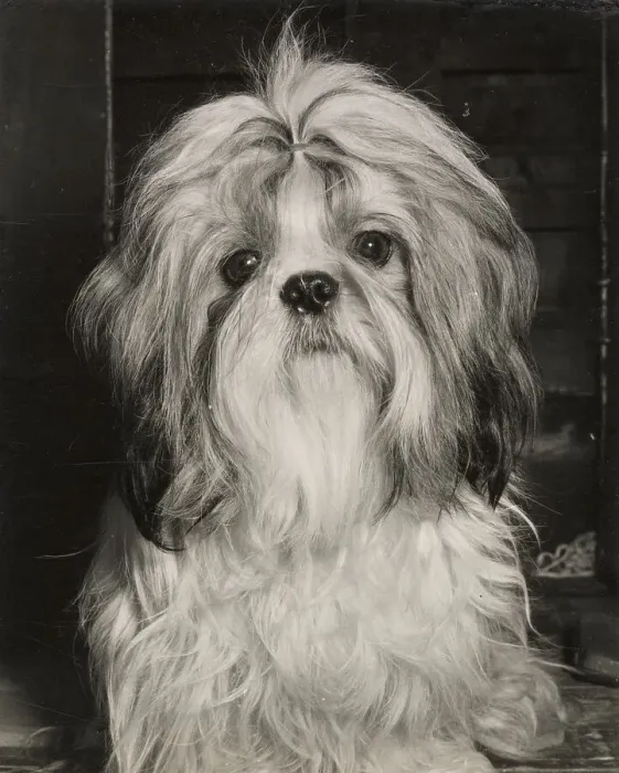 Framed Print : Shih Tzu Date: circa 1960s Framed Print : Shih Tzu Date: circa 1960s