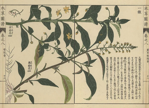 Shikoku loosestrife and another loosestrife species