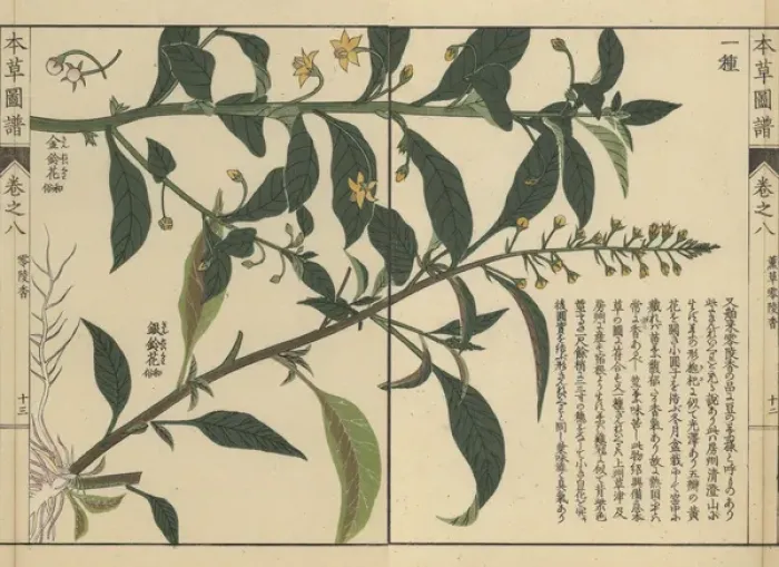 Framed Print : Shikoku loosestrife and another loosestrife species Framed Print : Shikoku loosestrife and another loosestrife species