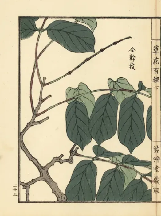Framed Print : Shikunshi, Chinese honeysuckle, Combretum indicum Framed Print : Shikunshi, Chinese honeysuckle, Combretum indicum