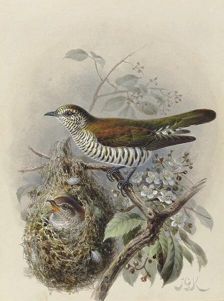 Shining Cuckoo (adult & young in Warbler nest)