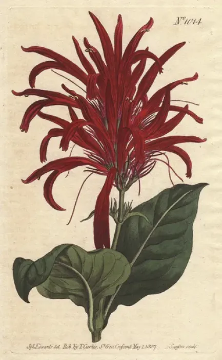 Framed Print : Shining-leaved justica with bright crimson Framed Print : Shining-leaved justica with bright crimson