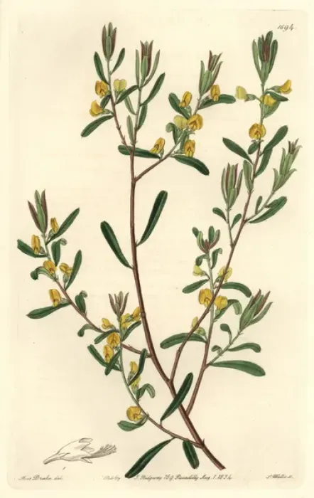 Framed Print : Shining-leaved pultenaea or graceful bush-pea Framed Print : Shining-leaved pultenaea or graceful bush-pea