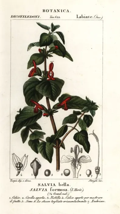 Framed Print : Shining-leaved sage, Salvia formosa Framed Print : Shining-leaved sage, Salvia formosa