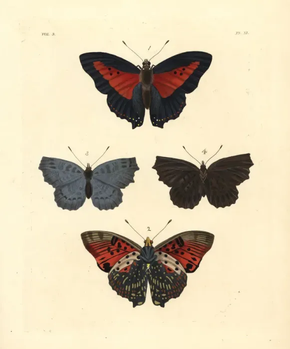 Framed Print : Shining red charaxes and Biblis ariadne? Framed Print : Shining red charaxes and Biblis ariadne?