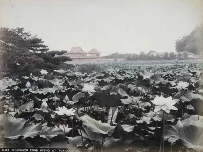 Framed Print : Shinobazu pond, Uyeno at Tokio Framed Print : Shinobazu pond, Uyeno at Tokio