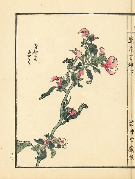 Shiogama kiku or lousewort, Pedicularis chamissonis
