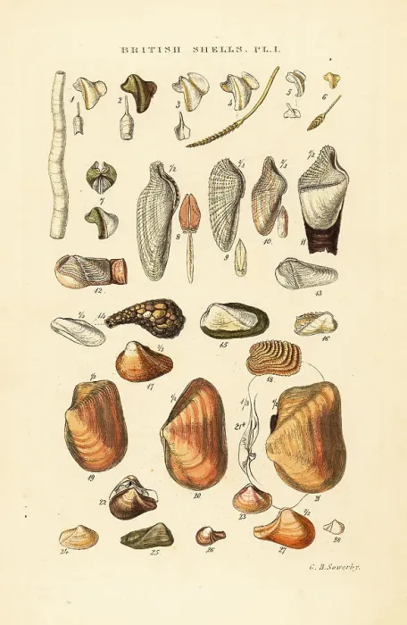 Framed Print : Ship worms, piddocks and other borers Framed Print : Ship worms, piddocks and other borers