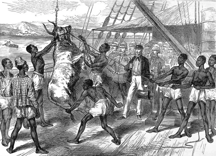 Framed Print : Shipping bullocks to Cape Coast Castle, 1874 Framed Print : Shipping bullocks to Cape Coast Castle, 1874