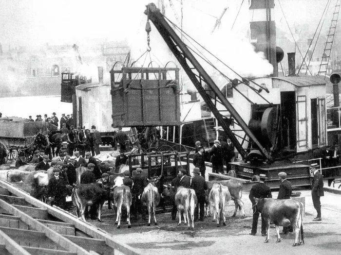 Framed Print : Shipping Cows, Jersey Framed Print : Shipping Cows, Jersey
