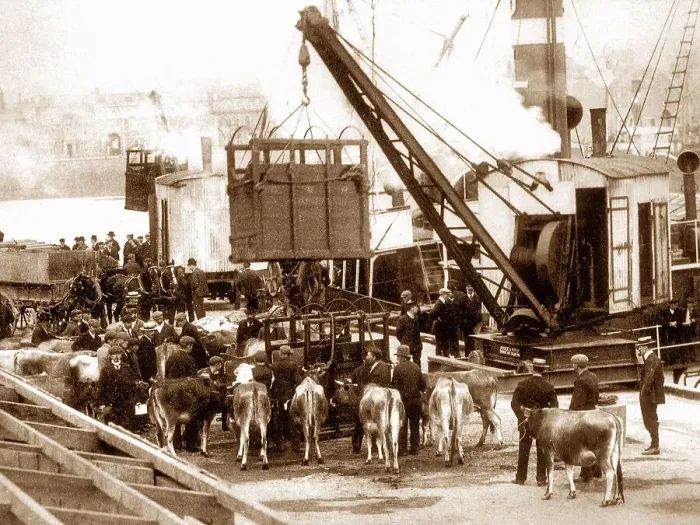 Framed Print : Shipping Cows, Jersey Framed Print : Shipping Cows, Jersey